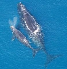 Right Whales Vs. Navy Offshore Training Range