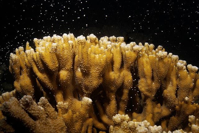 Coral Spawning Hawaii 2022 DLNR Reports